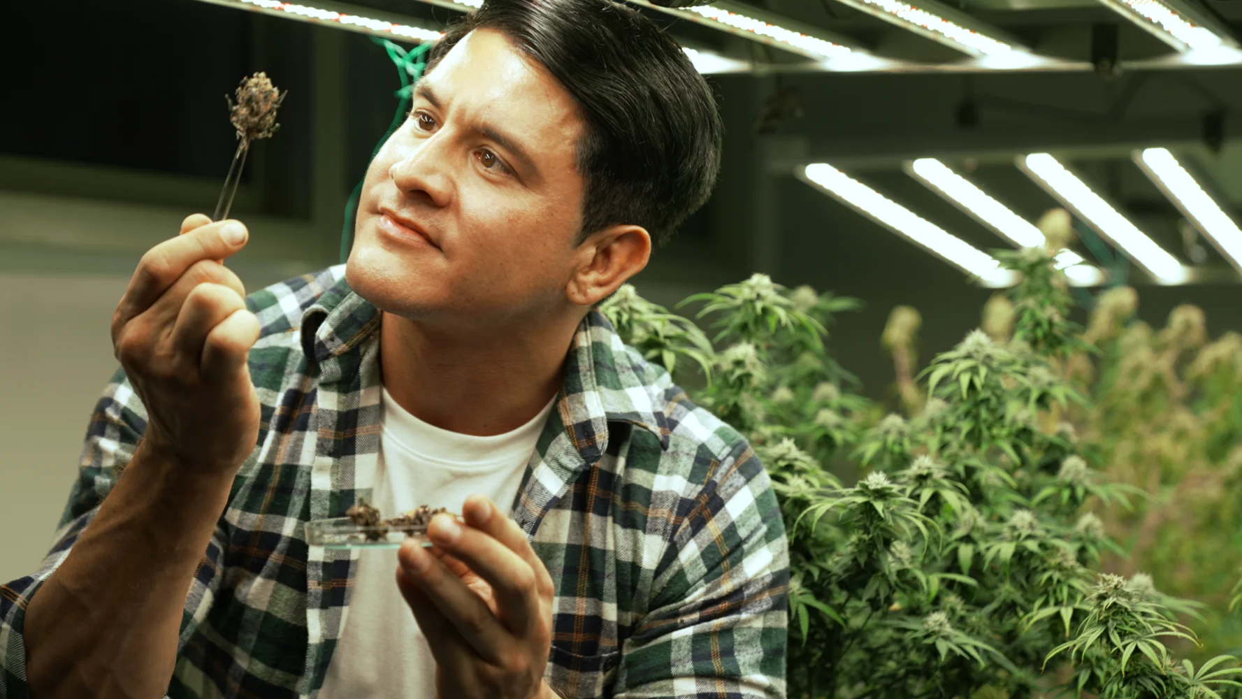 cannabis packaging solutions 5