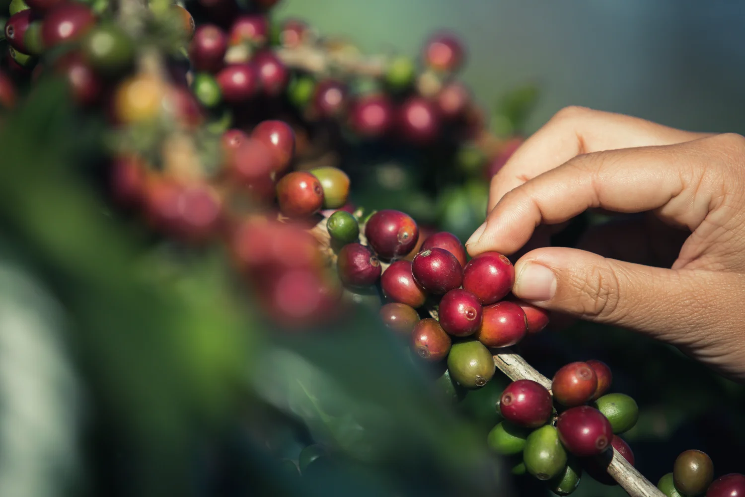 coffee bean cultivation
