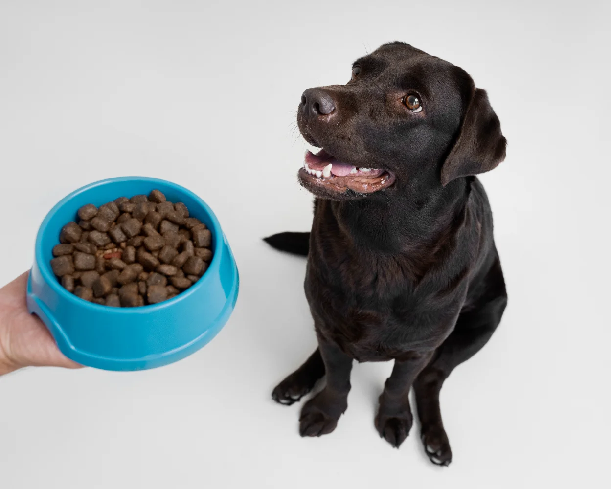 dog food packaging solutions 8