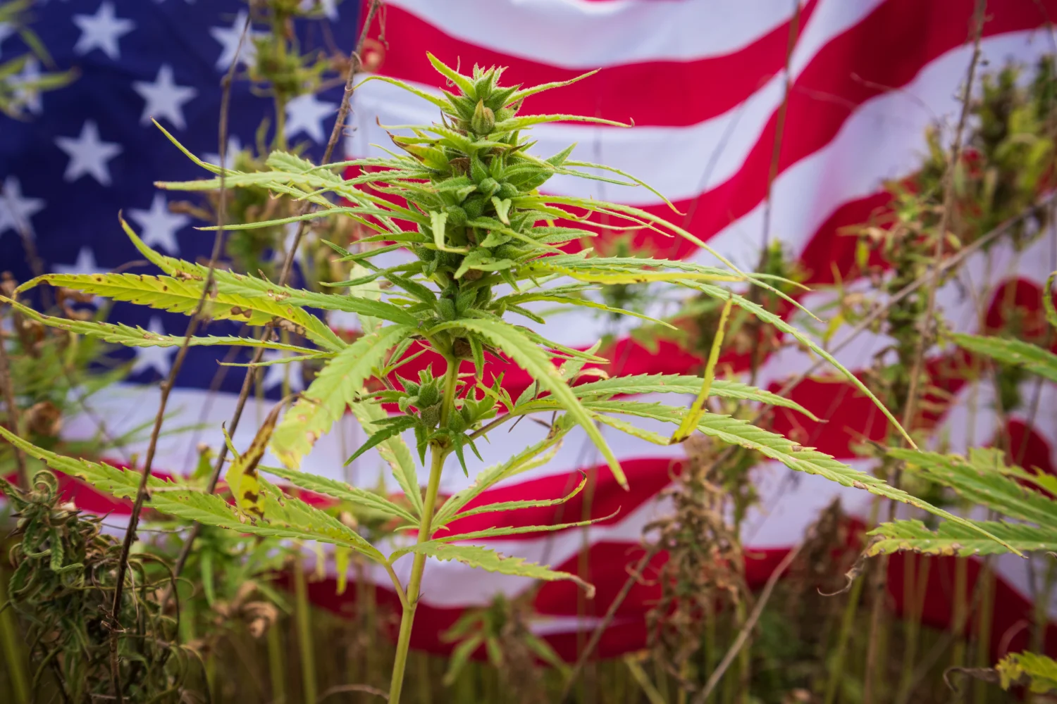 regulations compliant cannabis packaging 1