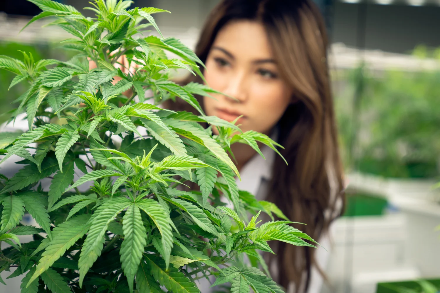 regulations compliant cannabis packaging 6