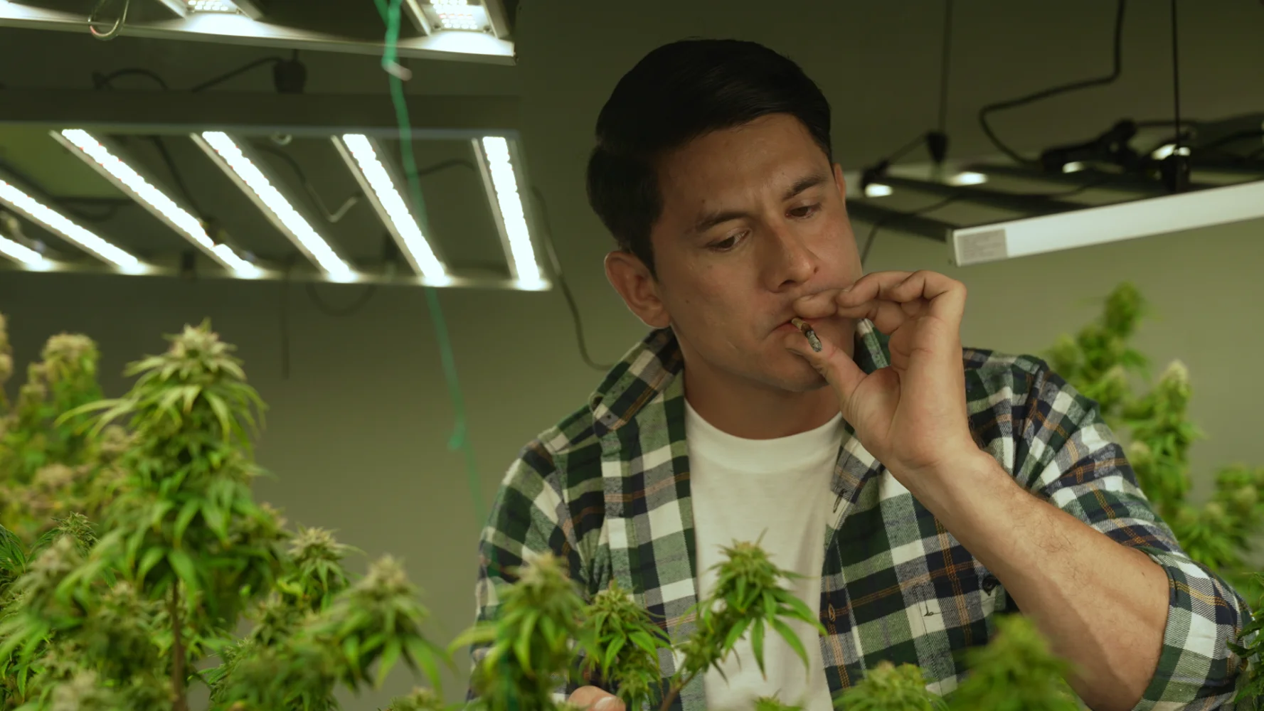 reports on the cannabis packaging industry 10