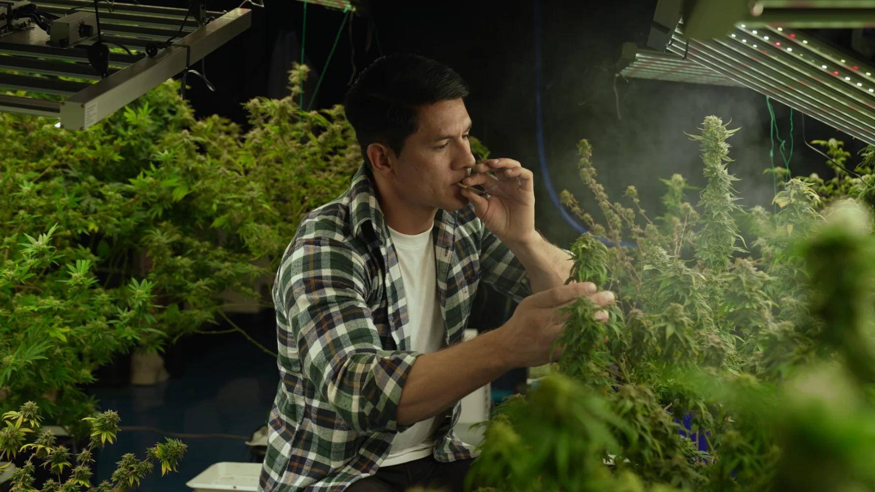 reports on the cannabis packaging industry 11