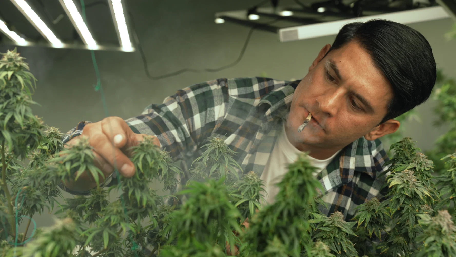 reports on the cannabis packaging industry 9